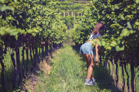 Beautiful female in the jacket in the vineyard at sunset backgroundの写真素材