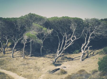 Nature Northern Portugal fields and mountains in fog. Atmospheric Photoの写真素材