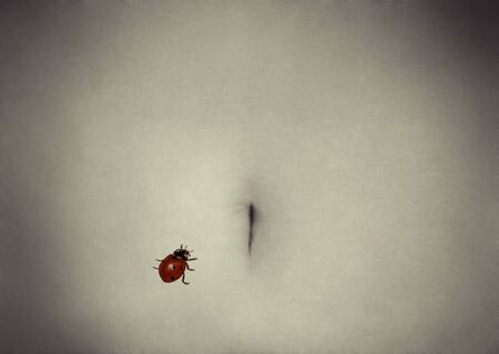 Ladybug on a woman's stomachの写真素材