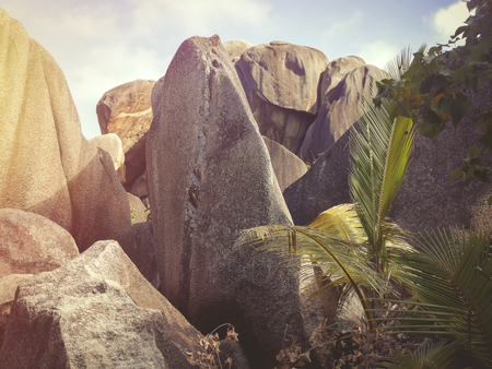 Tropical Seychelles. Palm trees on the island of La Digueの写真素材