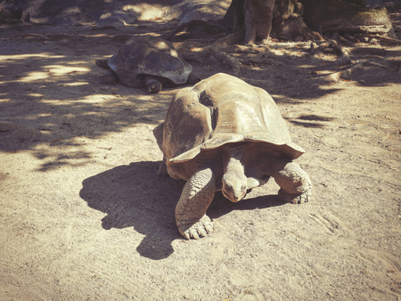 Large turtles in the Seychelles, the island of La Digue in park La Vanilla Reserveの写真素材