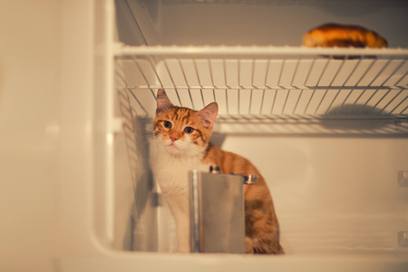 Little red kitten sitting in the fridge and a croissant and an iron flask. Drunk sad kittenの写真素材