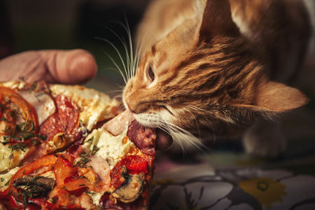 Cute Little red kitten is eating big pizzaの写真素材