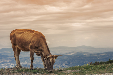 Cows graze on a meadow of the mountain at sunset of Greece. Cow on the mountain in the Greek city of Volos.の写真素材