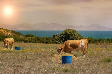 Cows graze on a meadow of the mountain at sunset of Greece. Cow on the mountain opposite sea.の写真素材