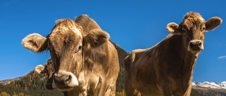Cow muzzle on a meadow on the field in the Swiss Alpsの写真素材