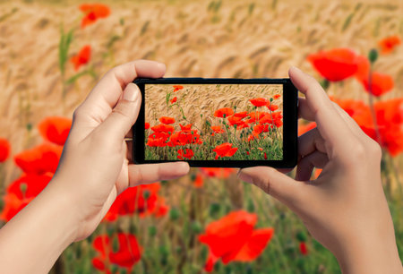 Female hand with mobile phone take picture of poppies in the field. A lot of poppies flowers in...