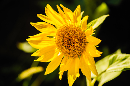 Isolated photo of the sunflower on the black backgroundの写真素材