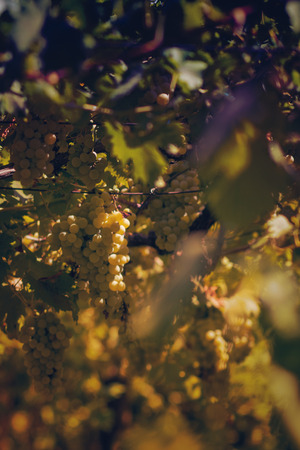 Vineyard in summer. Close up of bunch of grapes and vinesの写真素材