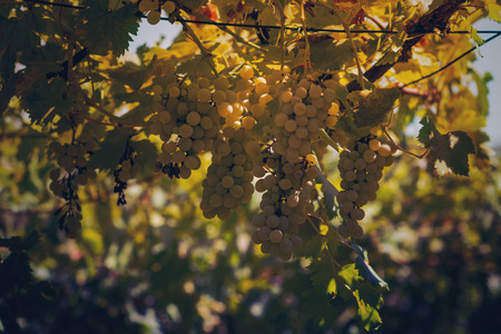 Vineyard in autumn. Close up of bunch of grapes and vinesの写真素材