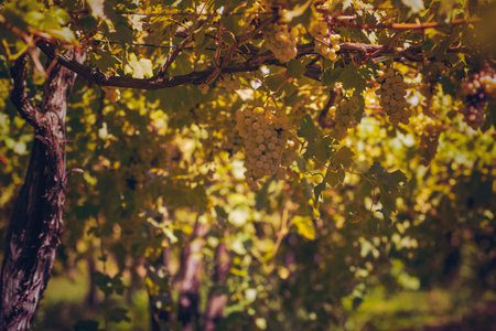 Vineyard in autumn. Close up of bunch of grapes and vinesの写真素材