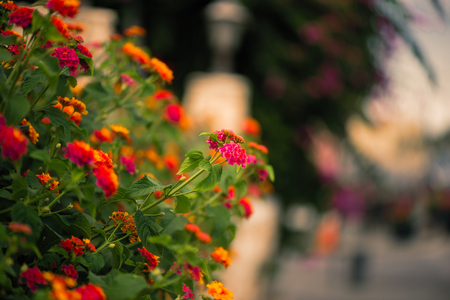 Close Up of flowers on the town backgroundの写真素材