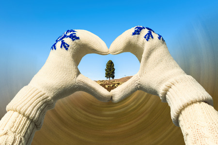 Female hands in the winter mittens in the shape of a heart opposite one green spruce tree. Concept. In the motionの写真素材