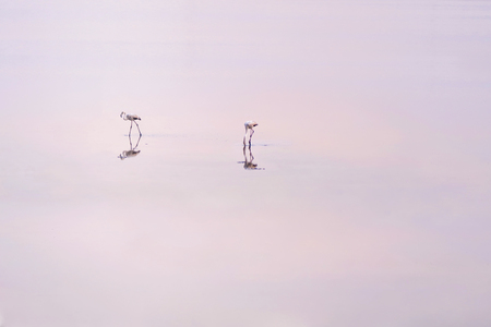 Flock of pink flamingos on the salt lakes of Larnaca at sunset. Cyprus Islandの写真素材