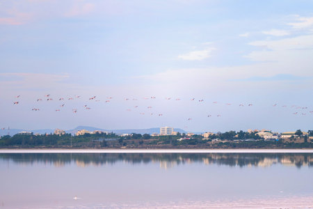 Flock of pink flamingos on the salt lakes of Larnaca at sunset. Cyprus Islandの写真素材
