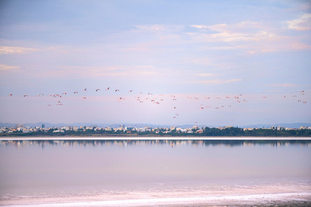 Flock of pink flamingos on the salt lakes of Larnaca at sunset. Cyprus Islandの写真素材