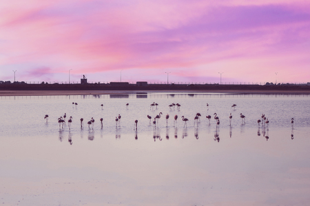 Flock of pink flamingos on the salt lakes of Larnaca at sunset. Cyprus Islandの写真素材