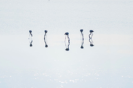Flock of pink flamingos on the salt lakes of Larnaca at sunset. Cyprus Islandの写真素材