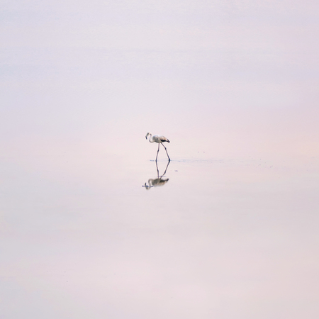 Flock of pink flamingos on the salt lakes of Larnaca at sunset. Cyprus Islandの写真素材
