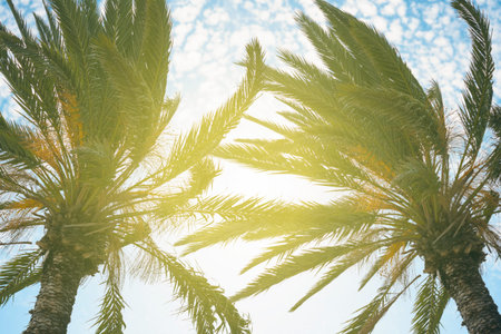 tropical palm trees Summer vacation and travel concept. Vintage tone filter effect color style.