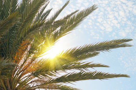 tropical palm tree with sun light on blue sky. Summer vacation and  travel concept. Vintage tone filter effect color style.Copy spaceの写真素材