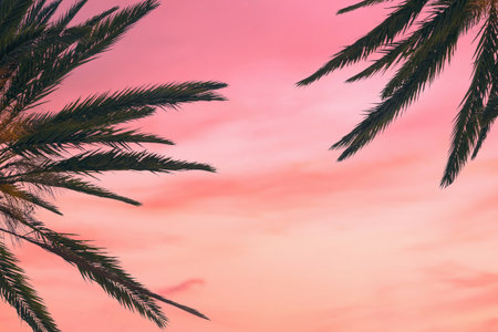 palm tree with sunset Copy space. Summer vacation and travel concept.の写真素材
