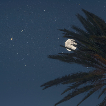 Silhouette of palm tree on the night sky background.  Conceptの写真素材