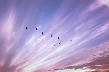 Migratory birds flying in the shape of v on the cloudy sunset sky. Sky and clouds with effect of pastel colored.の写真素材
