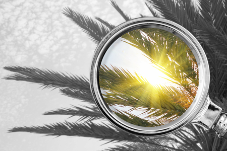 Palm tree in the magnifying glass. Summer conceptの写真素材