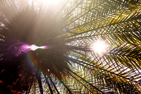 Sun rays and glare penetrate through the branches of palm trees on a tropical beachの写真素材