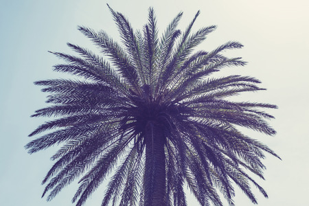 Palm trees at Vai Beach on the Crete island. Greece.  Bottom view.の写真素材