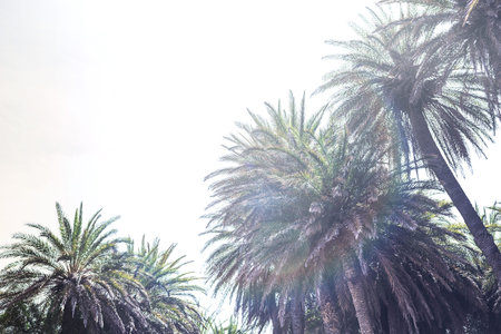 Sun rays and glare penetrate through the branches of palm trees on a tropical beachの写真素材