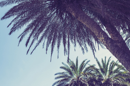 Silhouettes of palm trees against the sky during a tropical sunset in Sri Lanka beach.  Bottom view.の写真素材