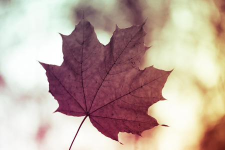 Closeup of one maple leaf in the sunlight of autumn forest. Indian summer season.の写真素材
