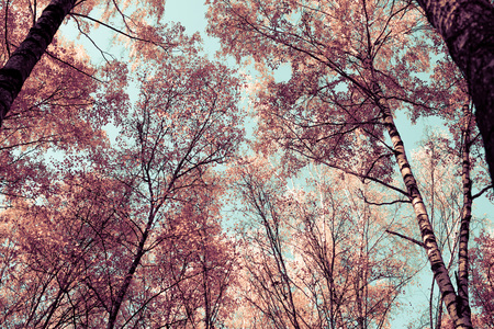 Bottom view on the tall birch trees in the golgen autumn forest under blue sky. Indian summer.の写真素材