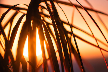 Silhouette of palm tree against the backdrop of a huge setting sun.