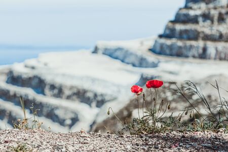 Closeup of red poppy  growing up from the gravel on the snow mountain background. The concept of life and motivation. Struggle for life. Desire to liveの写真素材
