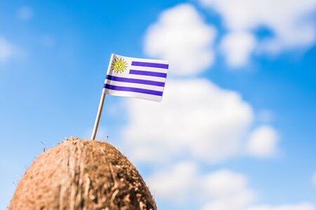 Tropical coconut with the Uruguay flag in the form of a toothpick in female hands. Travel concept.の写真素材