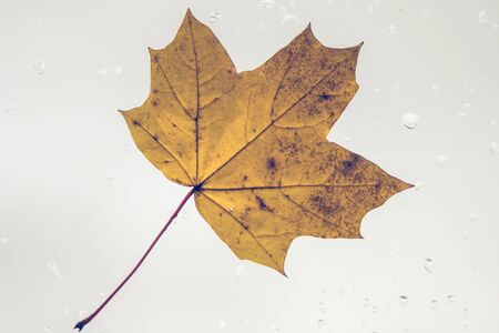 Fallen maple lonely leaf on the window with raindrops in the autumn day. loneliness concept.の写真素材