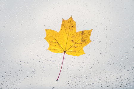 Fallen maple leaves on the window with raindrops. Autumn concept