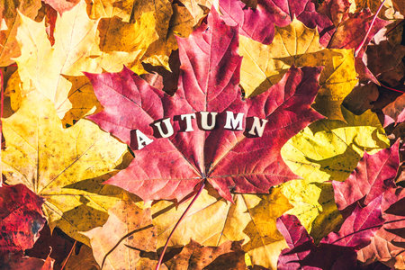 The word autumn made of wooden letters is laid out on a large maple leaf.  forest, morning at dawn. ...