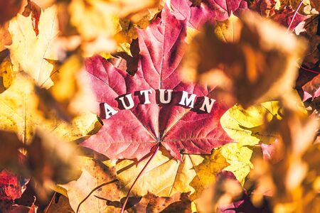 The word autumn made of wooden letters is laid out on a large maple leaf.  forest, morning at dawn.  Top view. Indian summer.の写真素材