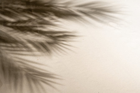 The shadow of a palm tree branch on the sand of a sandy tropical beach. Background, copy space,...