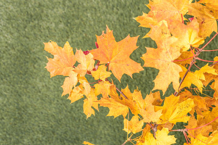 Top view of branch of golden maple leaf on the green grass. Creative and minimalism. Season change,...