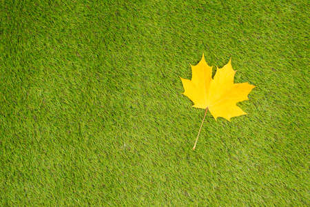 Top view of maple leaf on the green grass. Creative and minimalism. Season change, autumn is coming. Nature concept.の写真素材