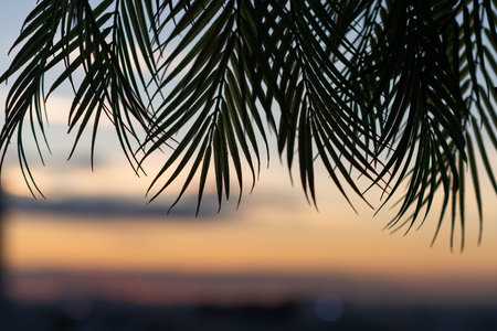 Silhouette of palm leaves on sunset beach background. copy space, travel, summer concept.