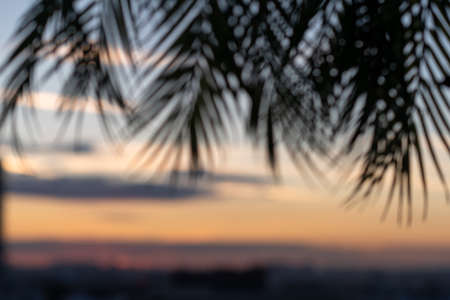 Blurry and unfocused background. Silhouette of palm leaves on sunset beach background. copy space, travel, summer concept.の写真素材