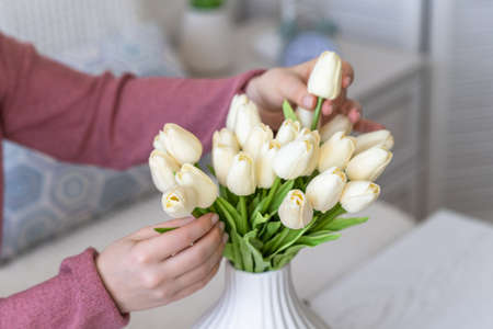 Woman putting white tulips flowers in vase sitting at the living room coffee table. Composing bouquet. Lifestyleの写真素材