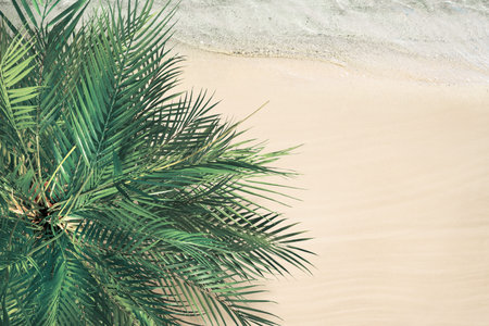 Top and aerial view on tropical sand beach, palm tree and sea. Ocean coastline. Drone photo....
