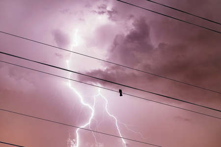 Alone bird on a wire or electric line on the stormy sky with lightning strike background. Loneliness conceptの写真素材
